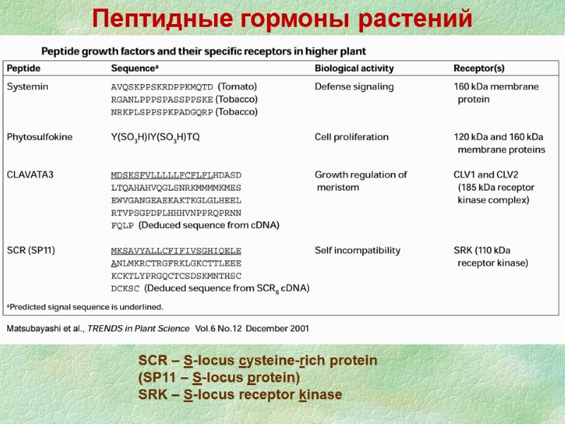 SCR – S-locus cysteine-rich protein (SP11 – S-locus protein) SRK – S-locus receptor kinase